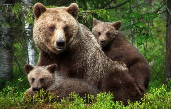 Семья, малыши, медвежата, мама, медведица