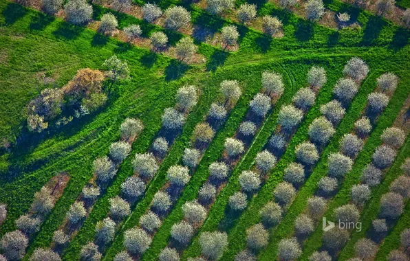 Картинка трава, деревья, весна, Мичиган, панорама, США, вишневый сад, Мейсон Каунти