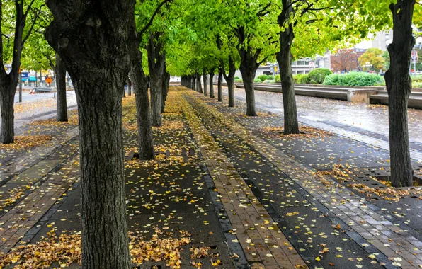 Осень, деревья, парк, улица, листва, USA, США, Бостон