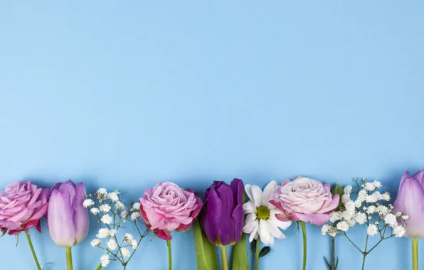 Картинка цветы, розы, фиолетовые, тюльпаны, розовые, pink, flowers, beautiful