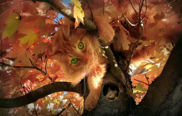 Кошка, дерево, мышка
