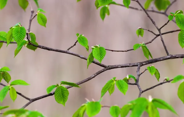 Природа, Лист, ветка, весна, утро