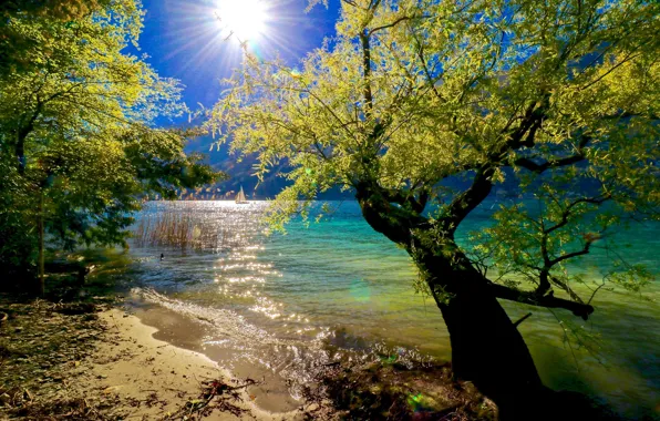 Деревья, озеро, солнечный свет