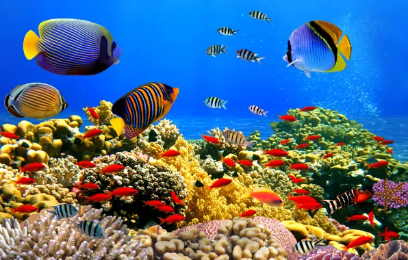Fish, corals, clean water, underwater world