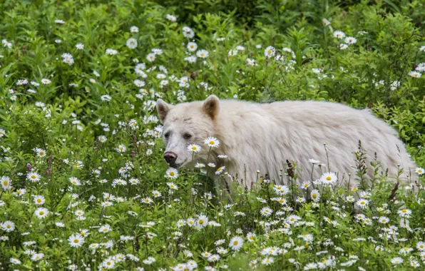 Картинка цветы, ромашки, кермод, кермодский медведь