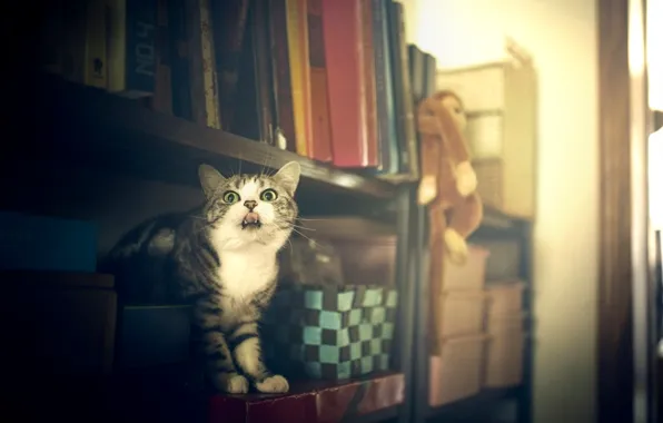 Язык, кошка, кот, взгляд, поза, игрушка, мебель, книги