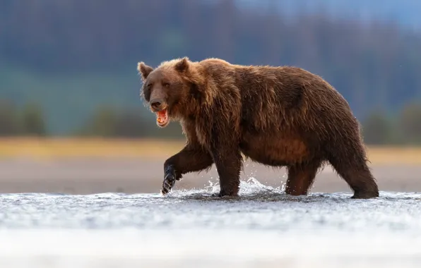 Картинка взгляд, природа, поза, река, берег, медведь, купание, мишка