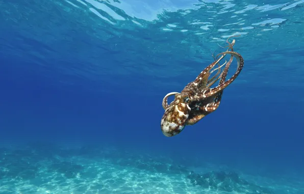 Море, вода, дно, осьминог, подводный мир, под водой, плавание