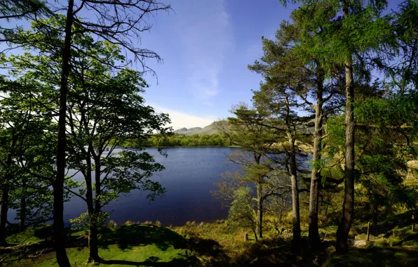 Деревья, озеро, берег, Шотландия, Glasgow