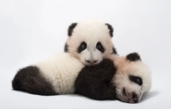 Картинка Панда, Белый фон, Двое, Детеныши, Zoo Atlanta, Ailuropoda melanoleuca, Giant panda cubs, Детеныши гигантской панды