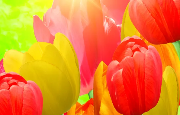 Цветы, текстура, лепестки, тюльпаны