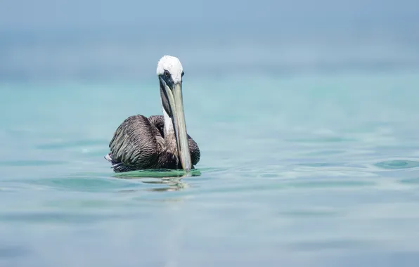 Природа, птица, Pelican