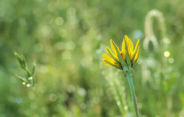 Flower, yellow, plant