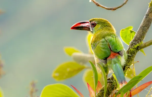 Природа, птицв, Gray-breasted Mountain Toucan