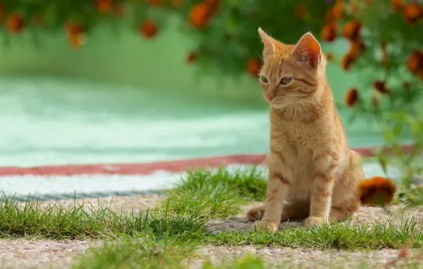 Картинка зелень, кошка, лето, трава, цветы, фон, милая, рыжая