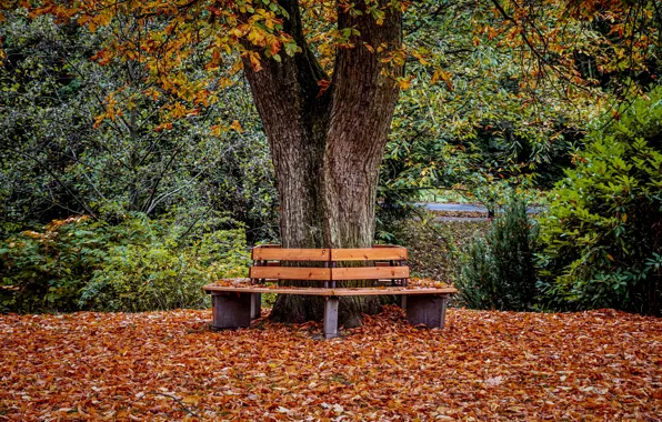 Картинка осень, парк, листва, скамья