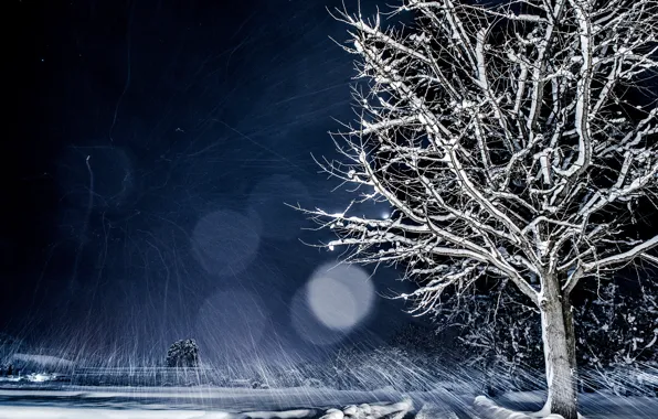 Зима, снег, ночь, природа, дерево, боке