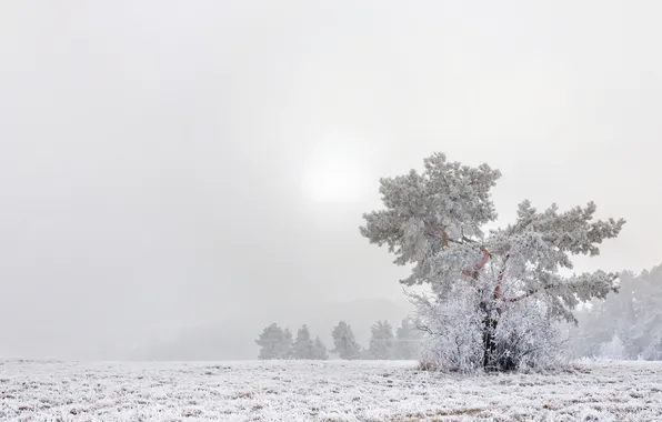 Картинка поле, снег, деревья