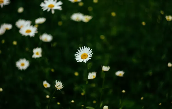 Поле, лето, цветы, ромашка, summer, field, flowers, chamomile