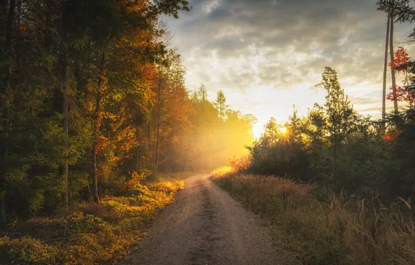 Картинка дорога, осень, лес, утро