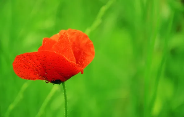 Капли, красный, весна, Мак, red, боке, bokeh, drops