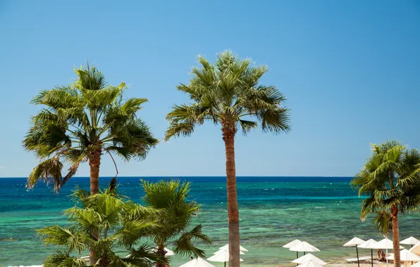 Картинка море, пляж, небо, солнце, тропики, пальмы, горизонт