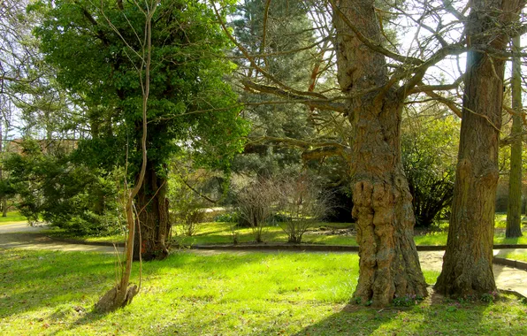 Green, grass, trees, park