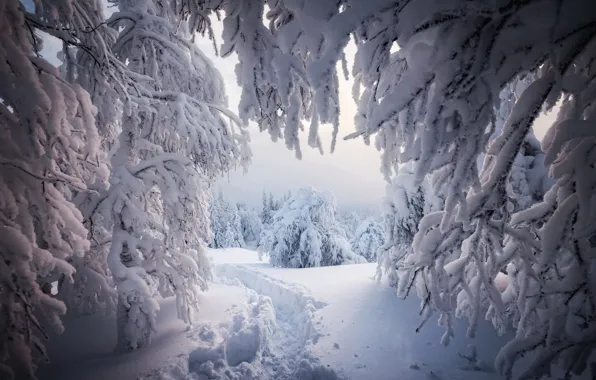 Картинка зима, снег, деревья, пейзаж, ветки, природа, тропинка, Елена Соколова