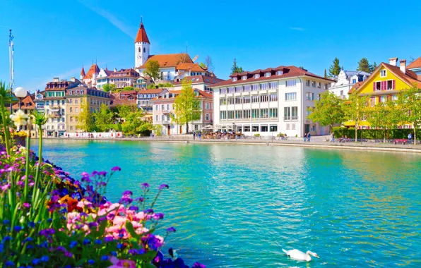 Цветы, река, здания, дома, Швейцария, лебедь, набережная, Switzerland