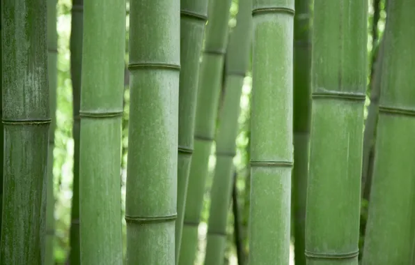 Картинка бамбук, Зеленый