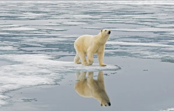 Картинка вода, отражение, лёд, белый медведь, север