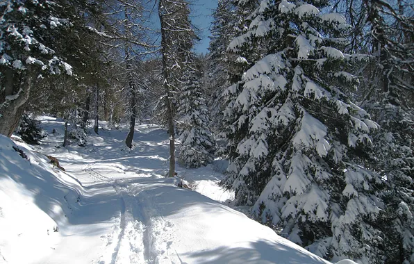 Картинка зима, дорога, лес, снег, деревья, следы, ель