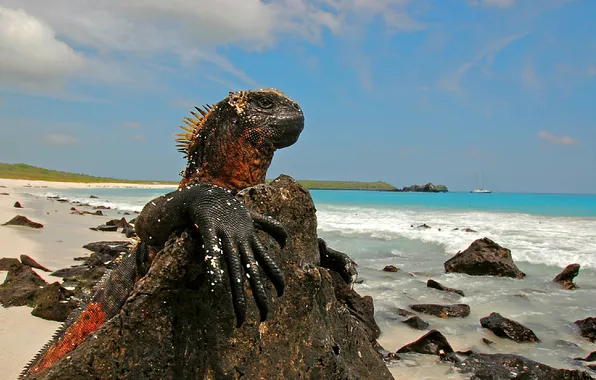 Камни, ящерица, Галапагосские острова, Морская игуана
