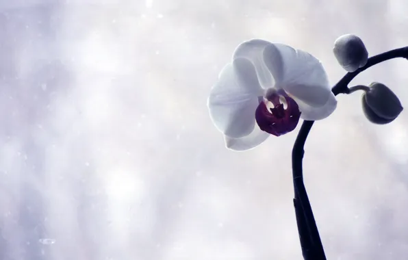 Цветы, Фото, Орхидея