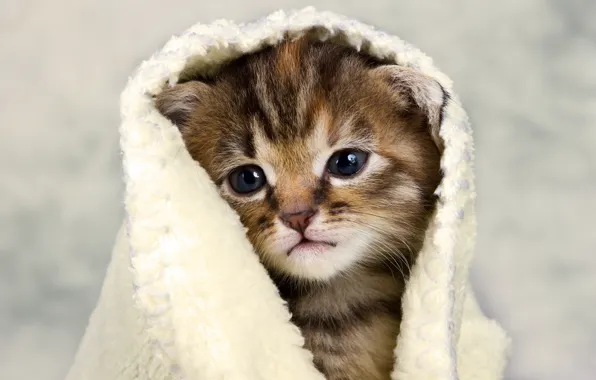 Кошка, взгляд, котенок, малыш, покрывало, мордашка, полосатый, накидка
