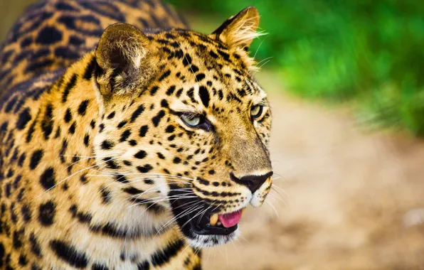 Картинка усы, взгляд, морда, леопард, большая пятнистая кошка