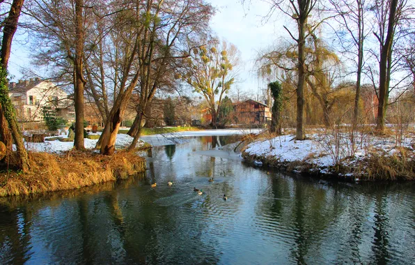 Trees, water, park, pond