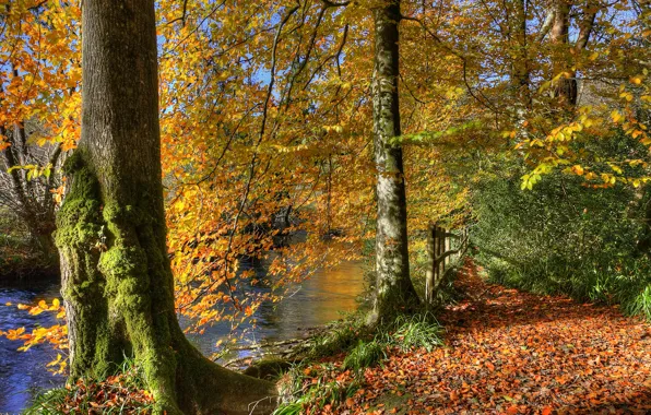 Осень, лес, листья, деревья, пруд, парк, река