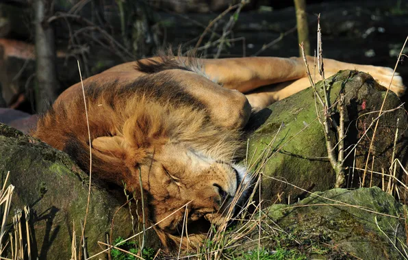 Кошка, камни, отдых, сон, лев