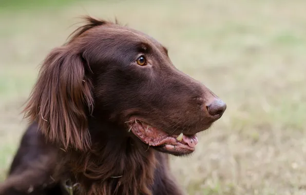 Взгляд, фон, собака