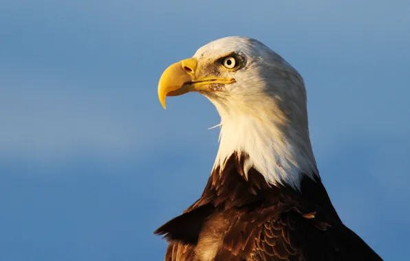 Sky, eye, sunlight, wildlife, bald eagle
