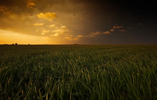 Поле, облака, зеленая трава, красота, простор, space, field, clouds