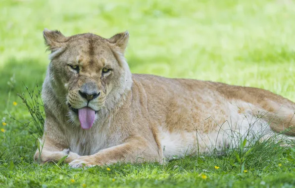 Картинка язык, кошка, лето, трава, львица, ©Tambako The Jaguar