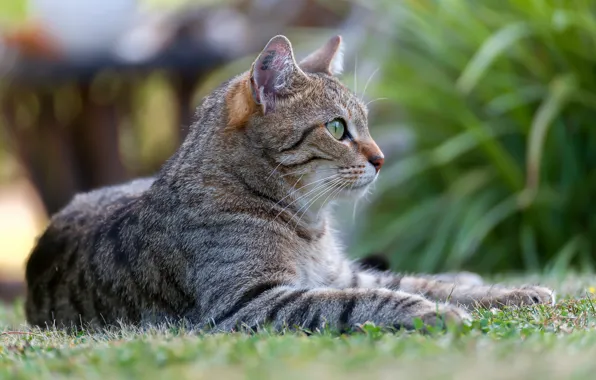 Картинка кошка, кот, природа, котэ