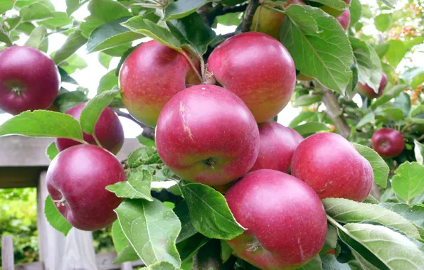 Картинка лето, яблоко, сад, урожай, фрукт, яблоня, сочно, вкусно