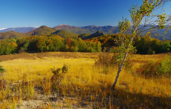 Картинка поле, осень, лес, трава, солнце, деревья, горы, холмы