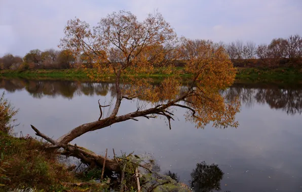 Осень, природа, река, пейзаж nature, дерево над водой