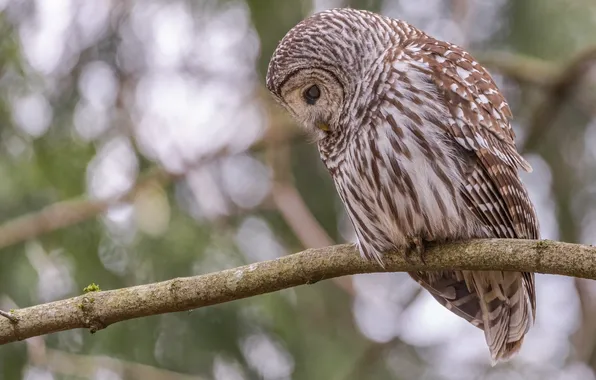 Картинка bird, animal, owl, wildlife