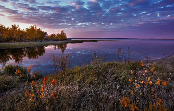 Картинка иней, осень, лес, небо, трава, облака, пейзаж, закат