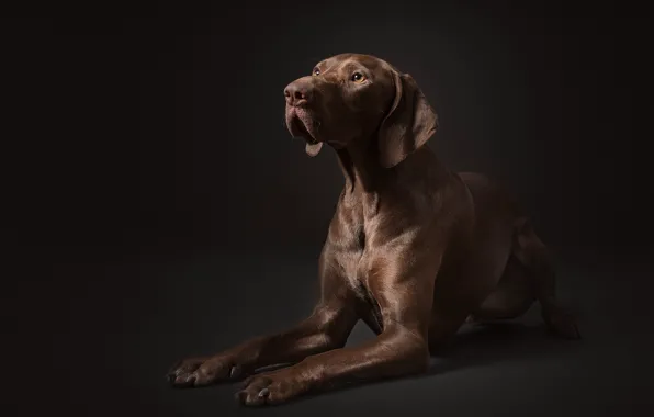 Взгляд, друг, собака